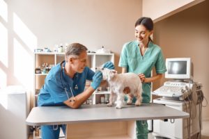 Two veterinarians looking at white dog