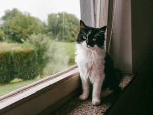 Black and white cat sitting near the window