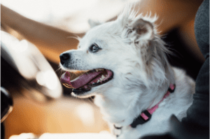 White dog sticking its tongue out inside a car.