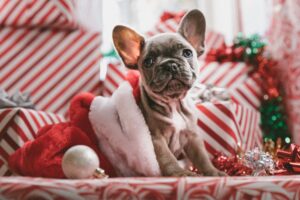 Grey french bulldog amongst Christmas presents