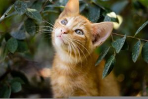 Ginger cat sitting outside in a bush looking happy