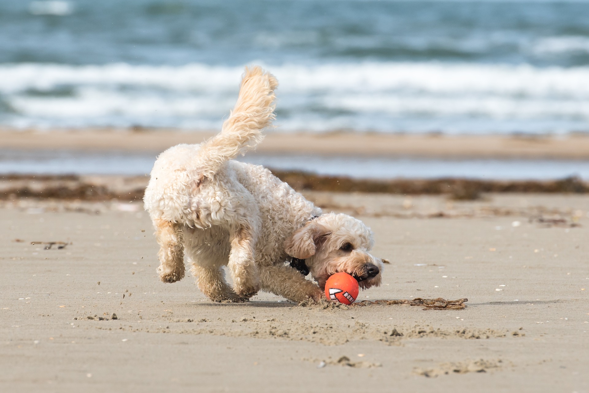 Vet Near Me Nokomis, FL, 34275 - Brandt Veterinary Clinic