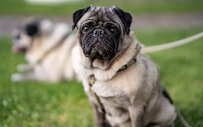 Lyme Disease in Dogs: What You Need to Know