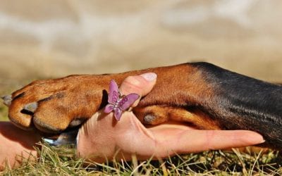 Reasons Why Your Dog Licks Their Paws