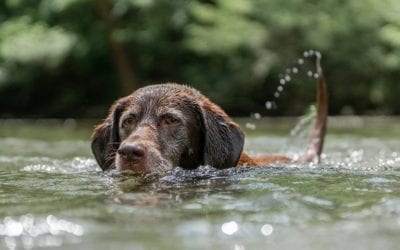 3 Water Hazards for Pets