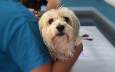 How to Prepare Your Pet for a Stress-Free Veterinary Visit