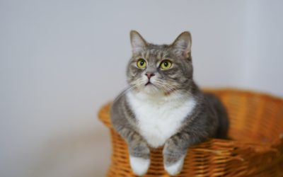 Enrichment Tips to Keep Your Cat Happy and Healthy