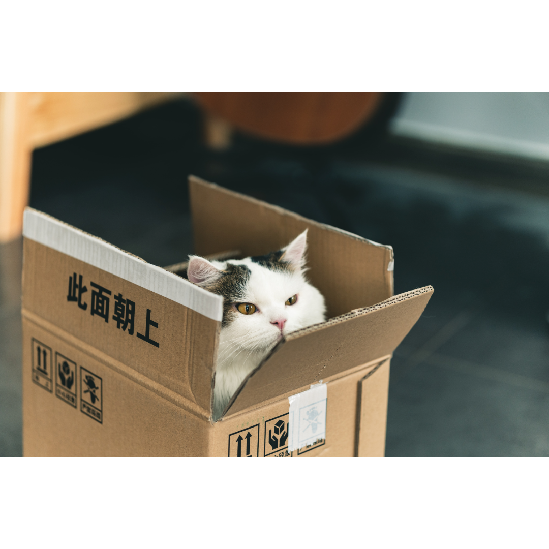4 Easy DIY Holiday Pet Toys Brandt Veterinary Clinic