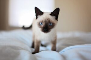 Siamese kitten with blue eyes standing on the bed