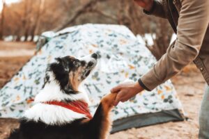 2. Australian shepherd shaking owners hand in front of tent
