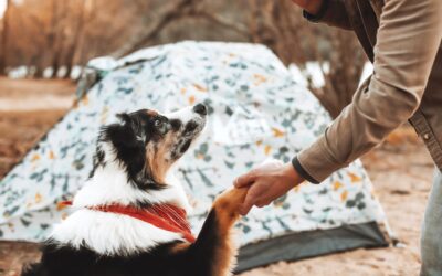 Essential Camping Safety Tips for Pet Owners: Ensuring Your Four-Legged Friend’s Well-Being