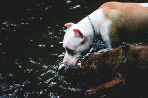 Two dogs drinking from a river