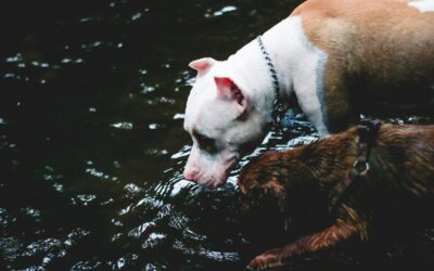 Keeping Your Pet Hydrated this Summer