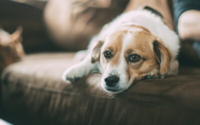 Selecting Appropriate Care for Your Pet’s Health Crisis