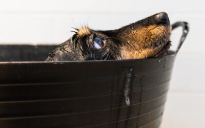 Finding the Perfect Shampoo for Your Dog’s Bath