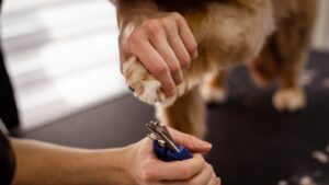 Brown dog getting nails trimmed