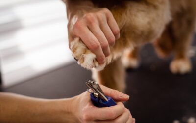 From Winter Coats to Spring Blooms: Your Guide to Seasonal Pet Grooming